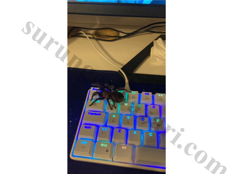 Tliltocatl Albopilosus L8 Dişi-Erkek Çift Olarak